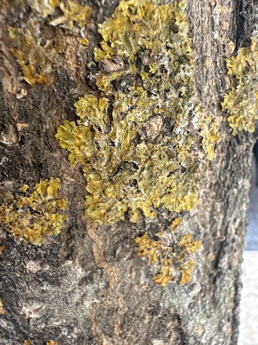 Common Sunburst Lichen