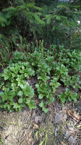 one-sided wintergreen