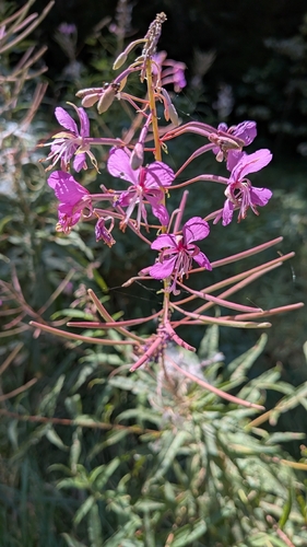 fireweed