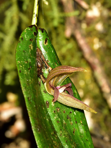 Quitu-Cara Orchid
