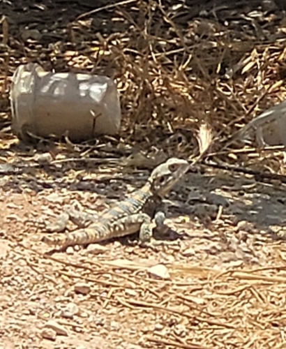 Egyptian Rock Agama