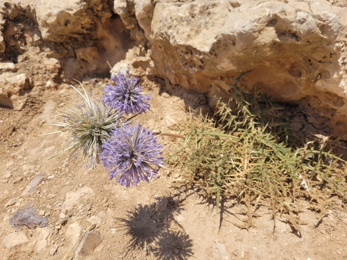 globe thistle