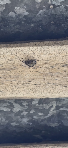 Cross Orbweaver