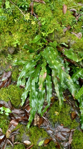 Campyloneurum nitidum