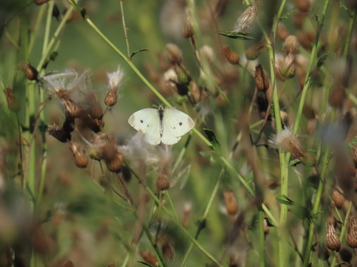 Small White