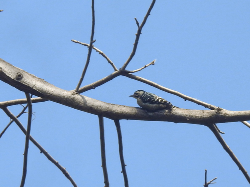Freckle-breasted Woodpecker