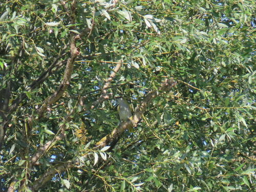 Eurasian Golden Oriole