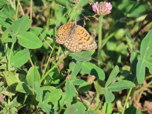 Knapweed Fritillary