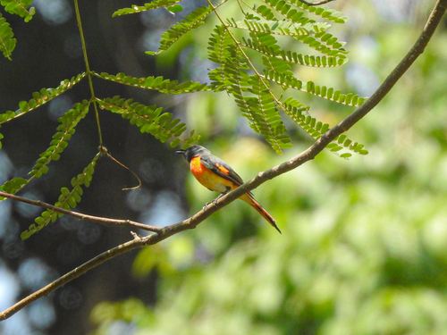 Small Minivet