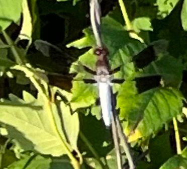 Common Whitetail