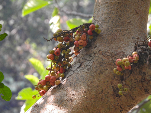 Common Red-stem Fig