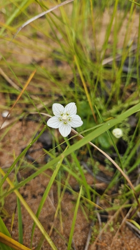 marsh grass-of-Parnassus