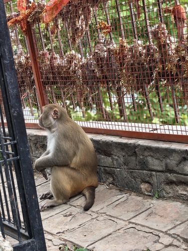 Rhesus Macaque
