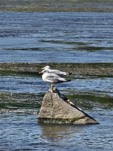 European Herring Gull