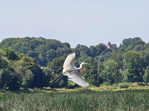 Great Egret