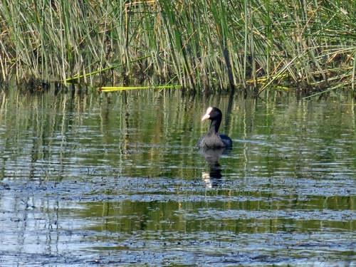 Eurasian Coot
