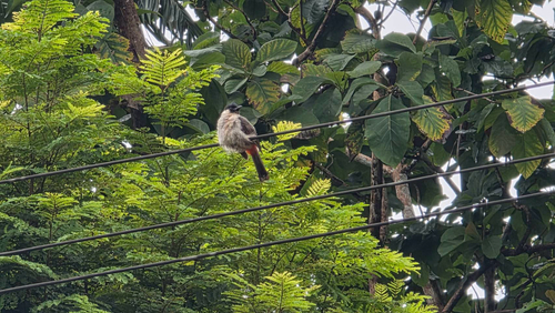 Sooty-headed Bulbul