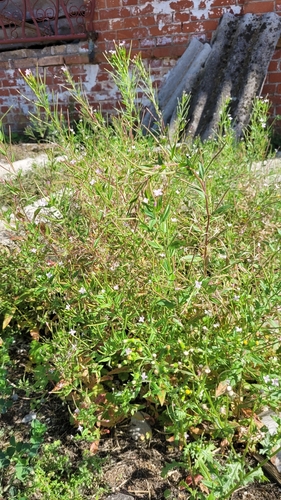 fringed willowherb