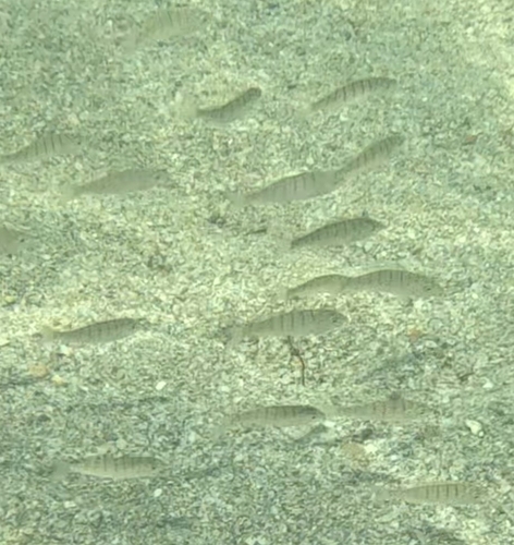 Striped Seabream