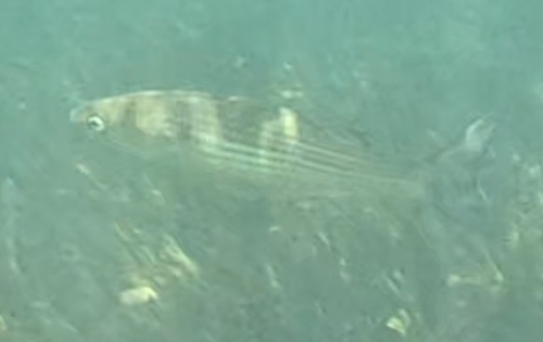 Thicklip Grey Mullet
