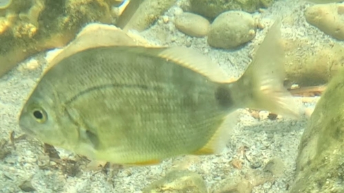 Annular Seabream