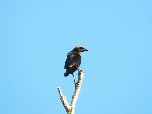 Chestnut-capped Blackbird