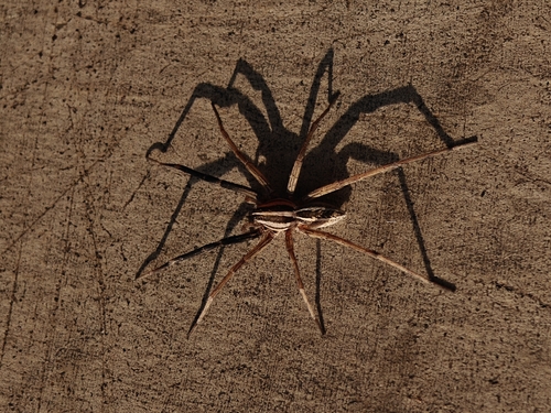 Rabid Wolf Spider