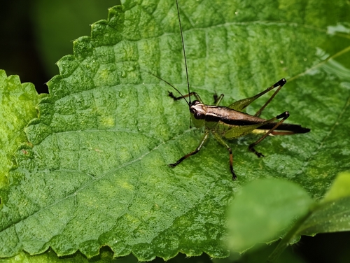 Black-kneed Meadow Katydid