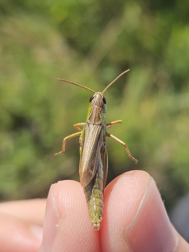 Water-meadow Grasshopper