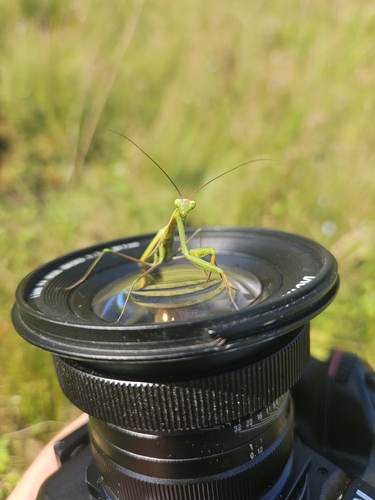 European Mantis