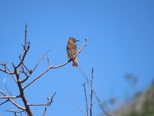 Cliff Flycatcher