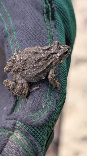 Bleating Froglet