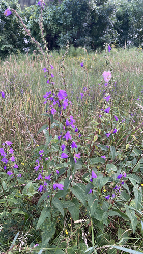 Creeping Bellflower