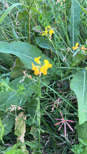 bird's-foot trefoil