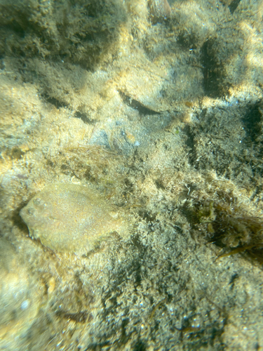 Wide-eyed Flounder