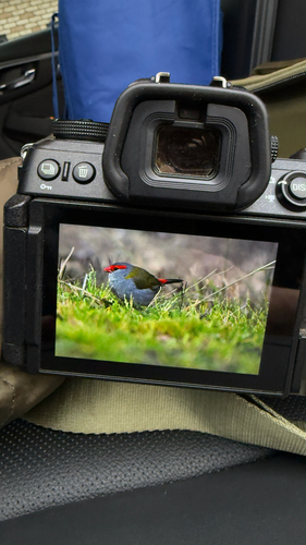 Red-browed Finch