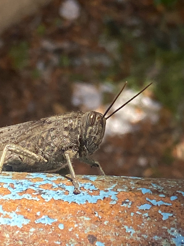 Egyptian Bird Grasshopper