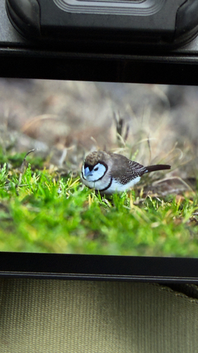 Double-barred Finch