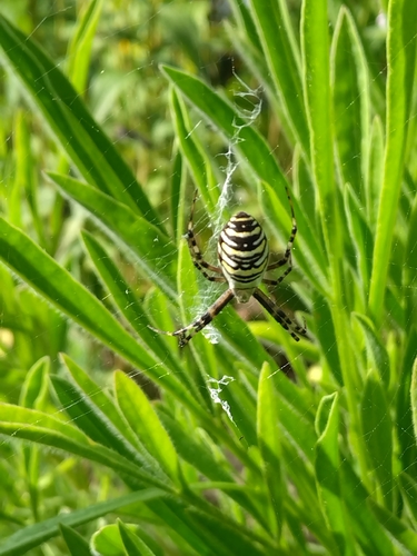Wasp Spider