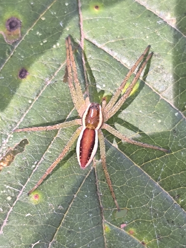 Raft Spider
