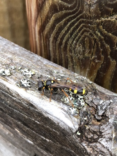 Field digger wasp