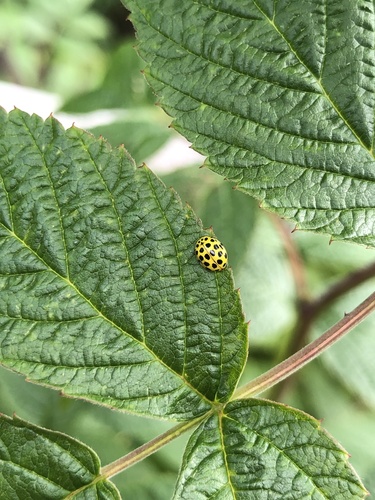 22-spot Ladybird