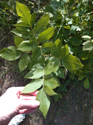 green ash