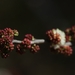 Acacia mellifera