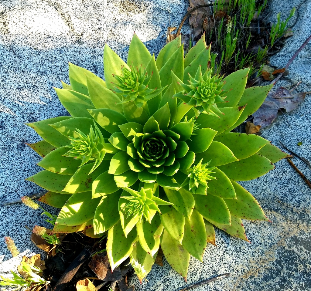 Siempreviva de Tiza (Dudleya brittonii) · NaturaLista Colombia