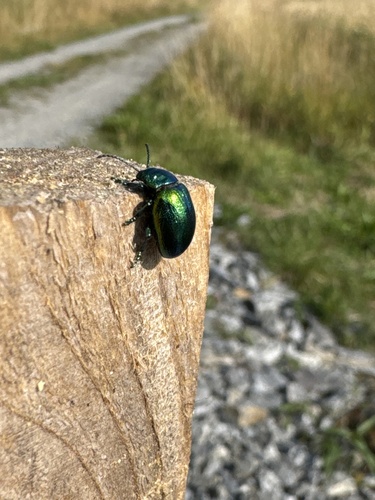 Tansy Beetle
