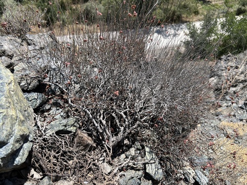 Fumana aciphylla