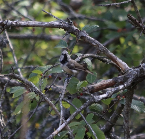 Crested Tit