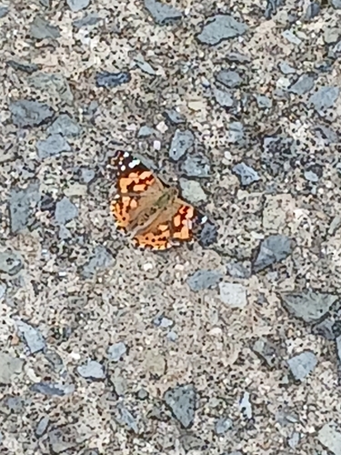 Painted Lady