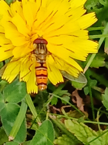 Marmalade Hover Fly